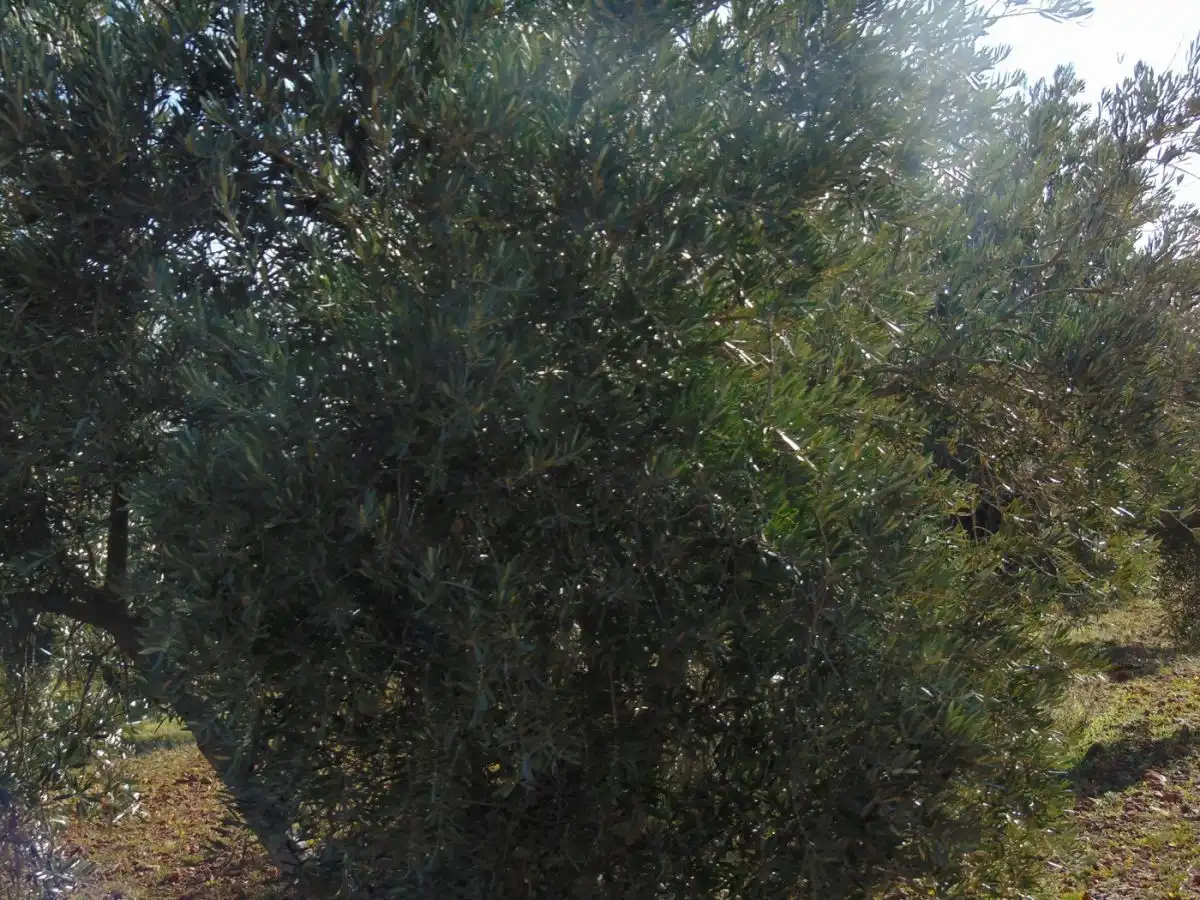 Rural land for sale in Valdepeñas, imagen 27