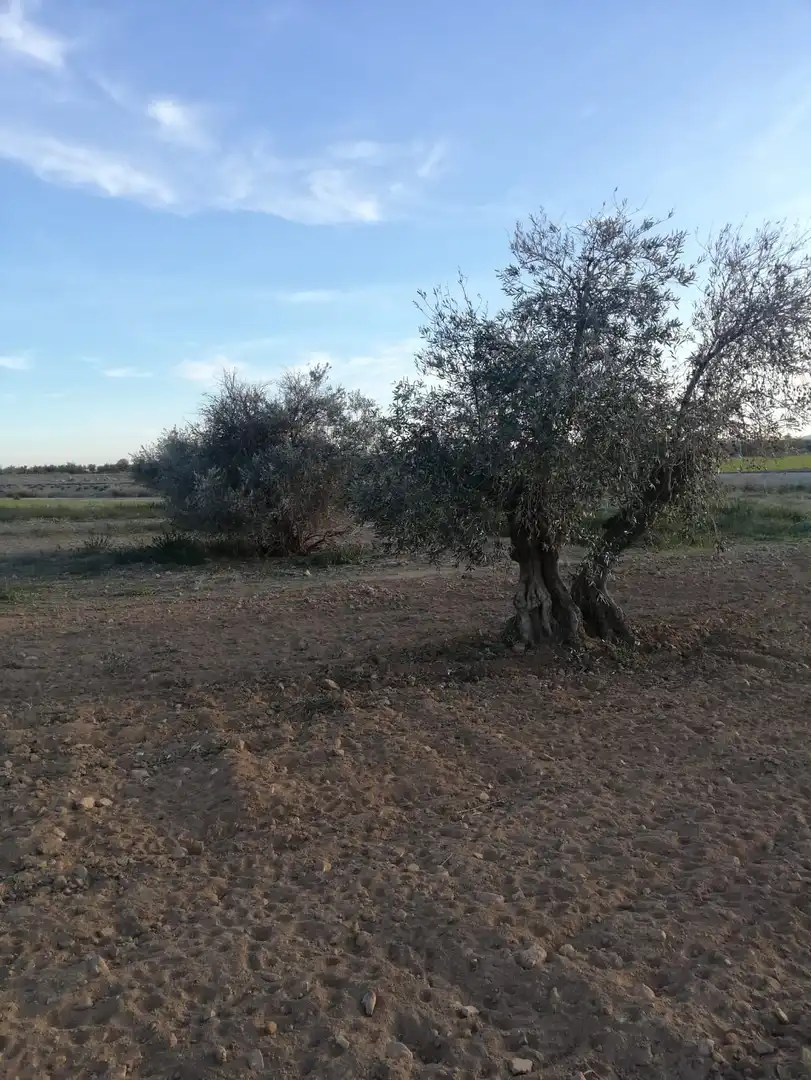 Terreni e lotti in vendita a Villaminaya