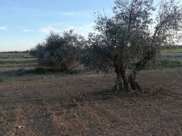 Rustikales Grundstück zum Verkauf in Villaminaya