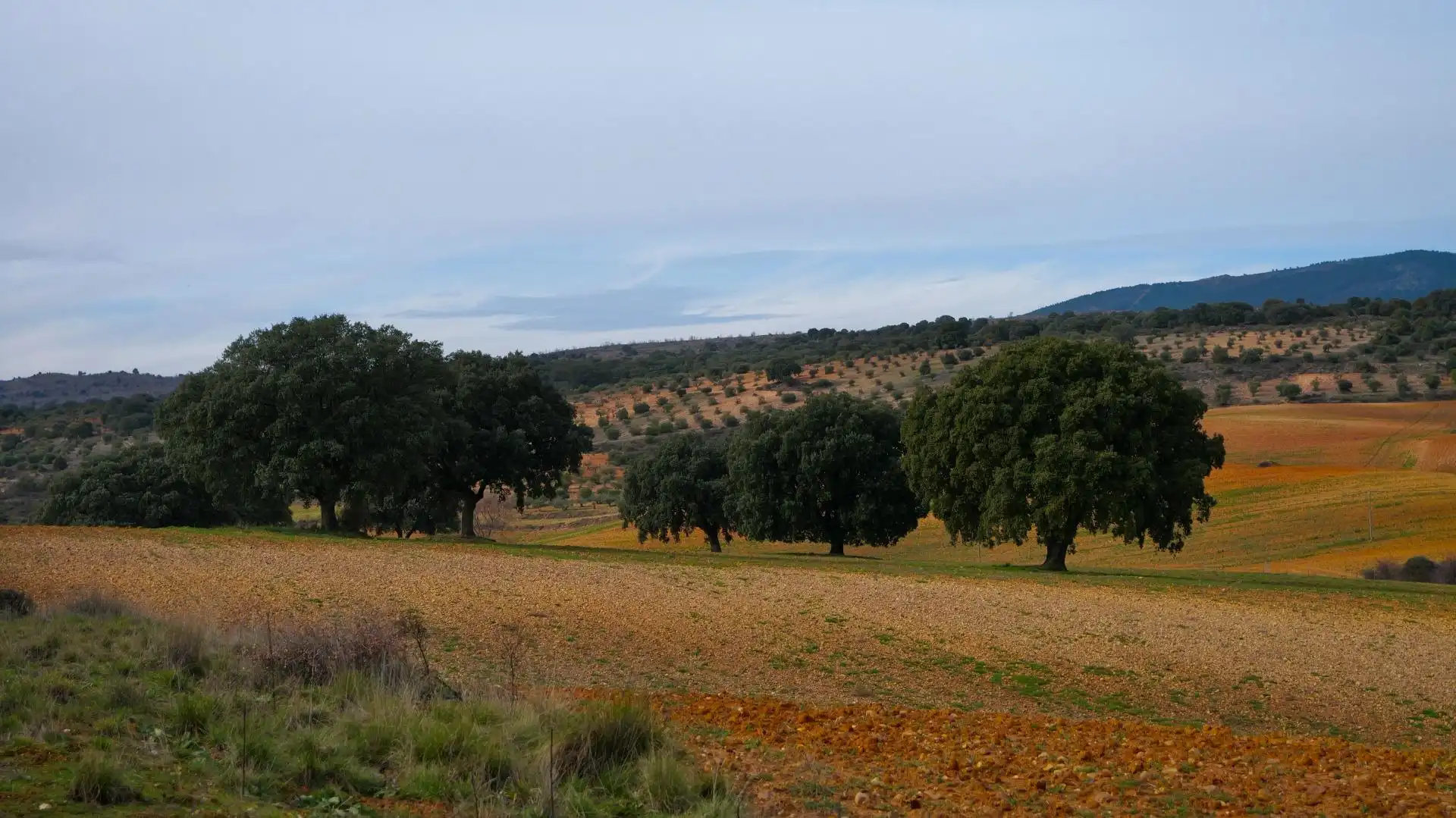 Land for sale in Arbancón