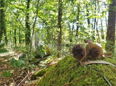 Terreni e lotti in vendita a Fornelos de Montes