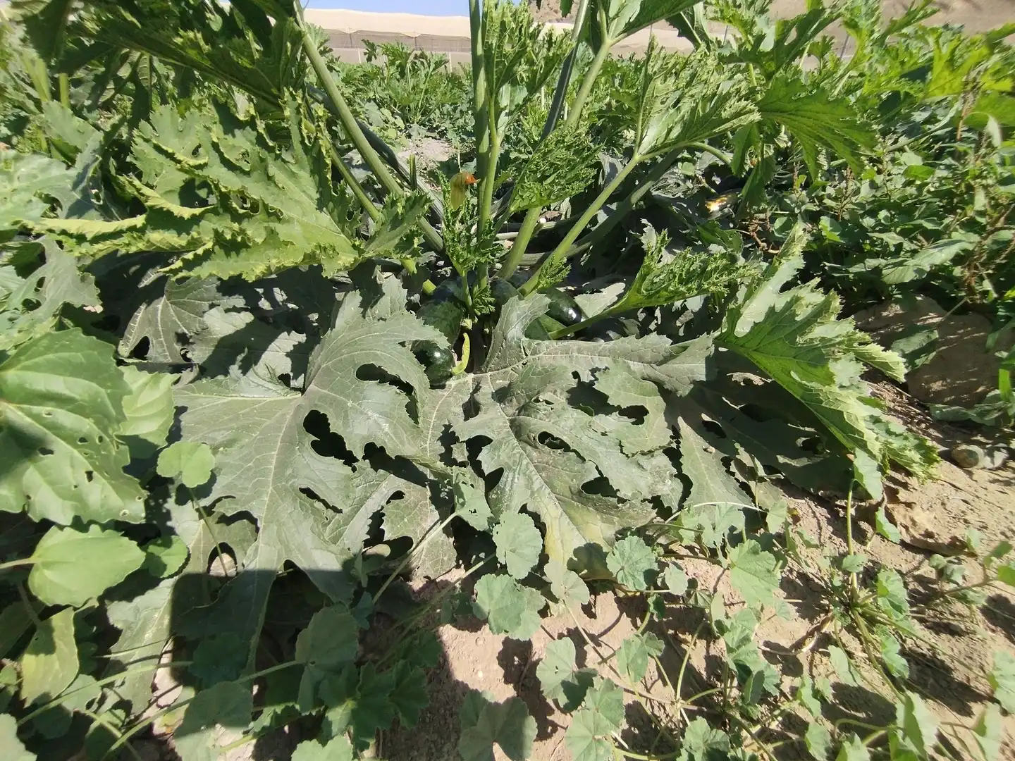Terreno rustico in vendita a Santa Fe de Mondújar, imagen 27