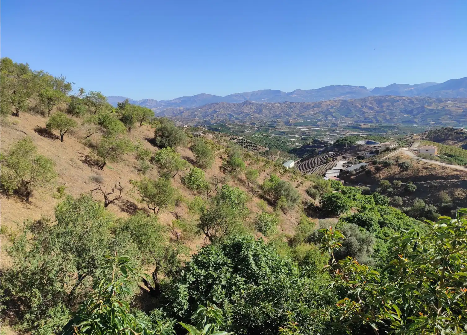 Vista exterior de Finca rústica en venda en Canillas de Aceituno amb Jardí privat, Terrassa i Traster