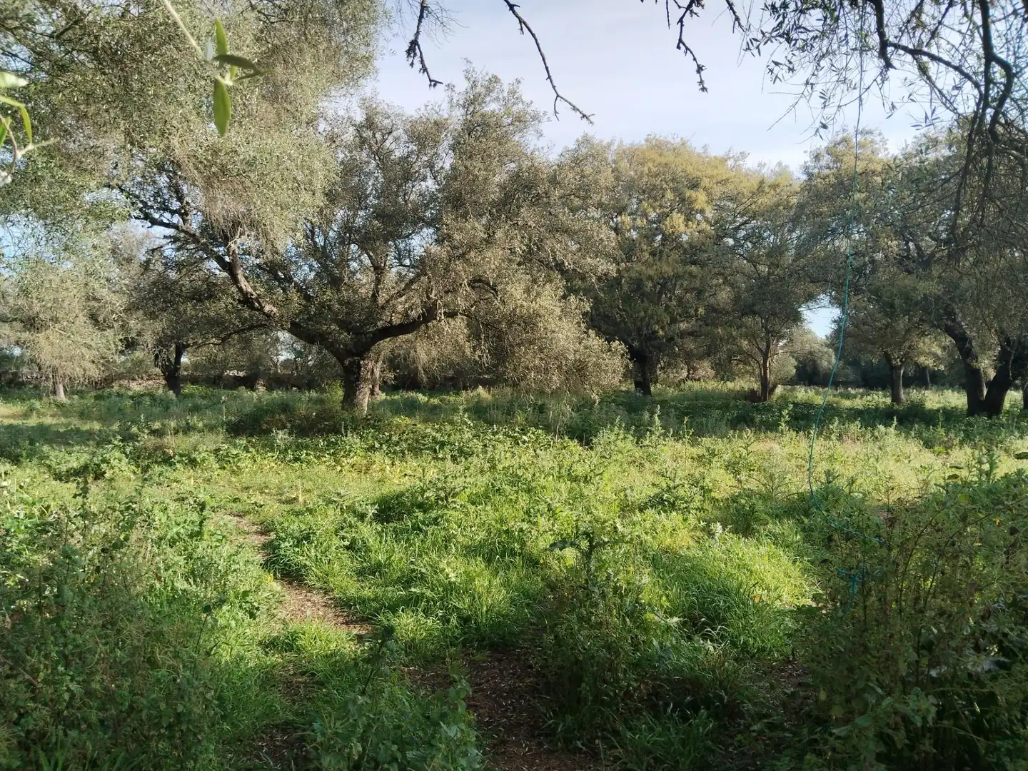 Rural land for sale in Felanitx Poble, imagen 6