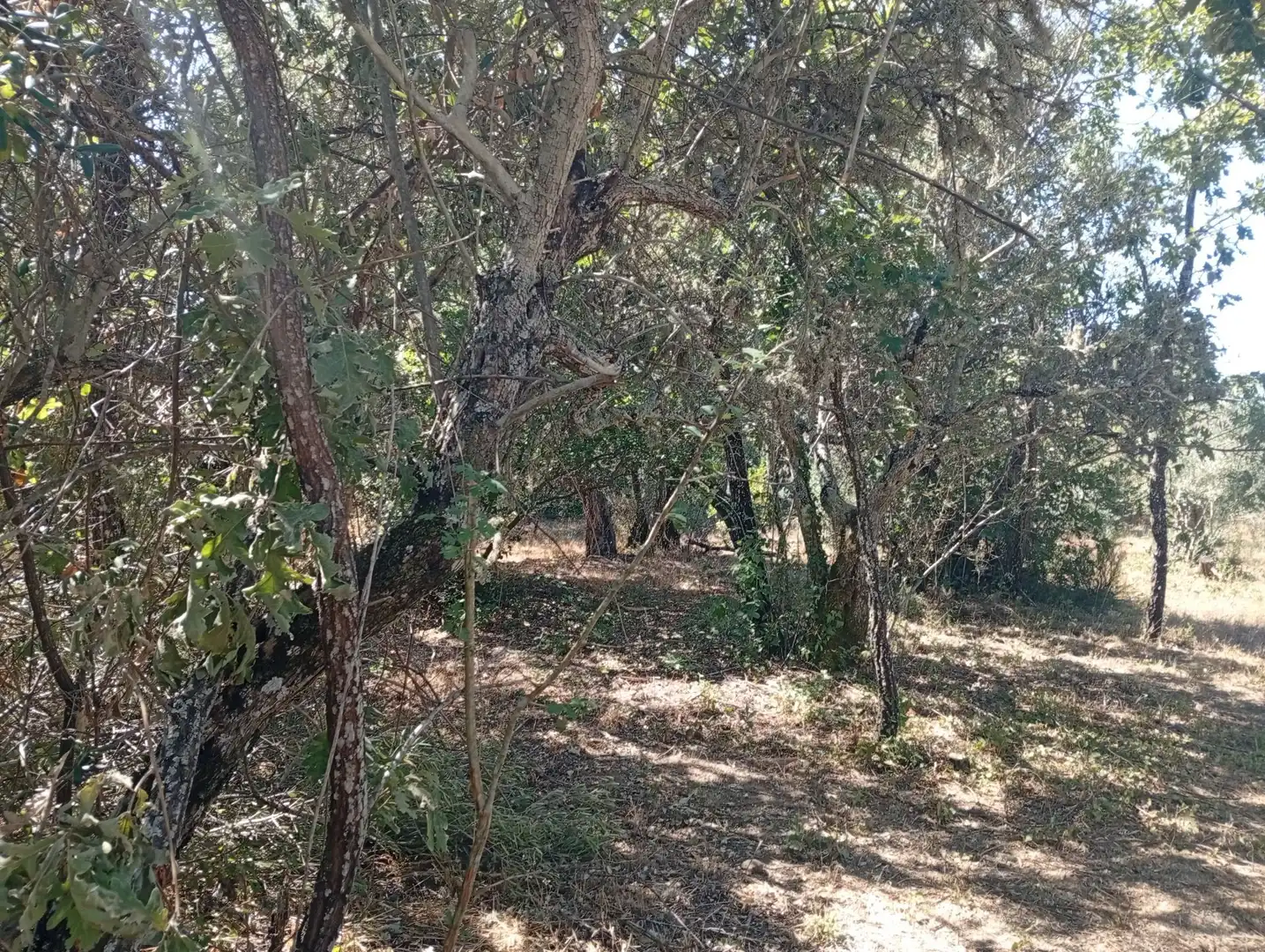 Terreni e lotti in vendita a Villanueva de la Vera, imagen 34