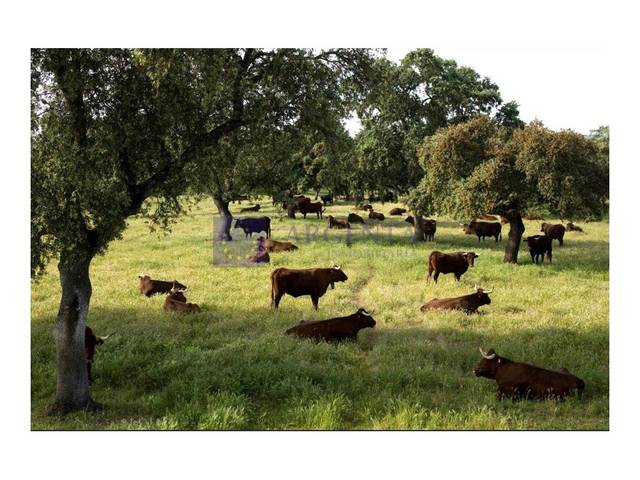 Casa-chalet en Venta en Trujillo