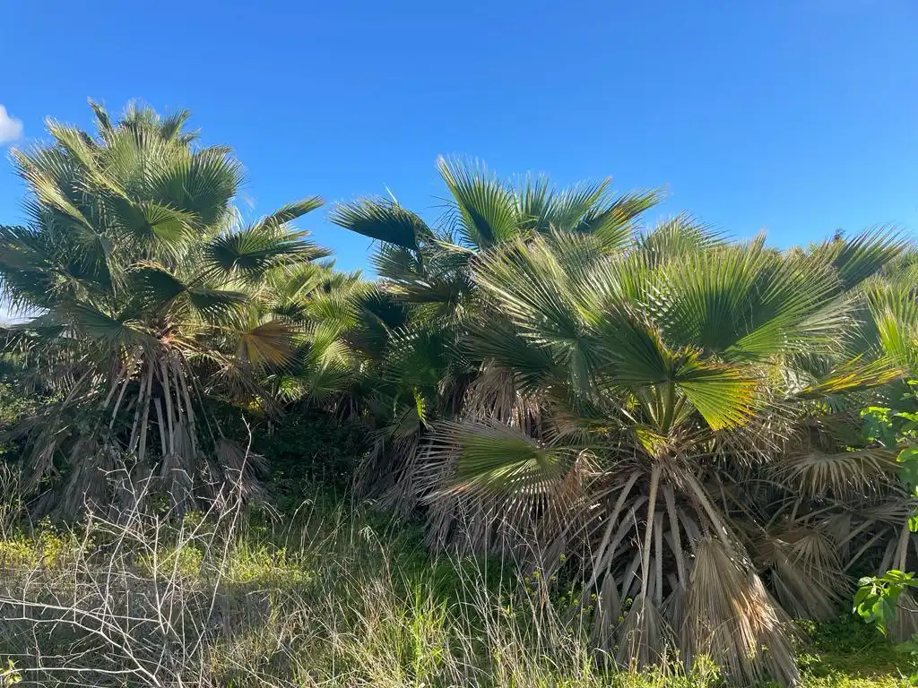 Terreno rustico in vendita a Casalpalma - Fahala, imagen 4
