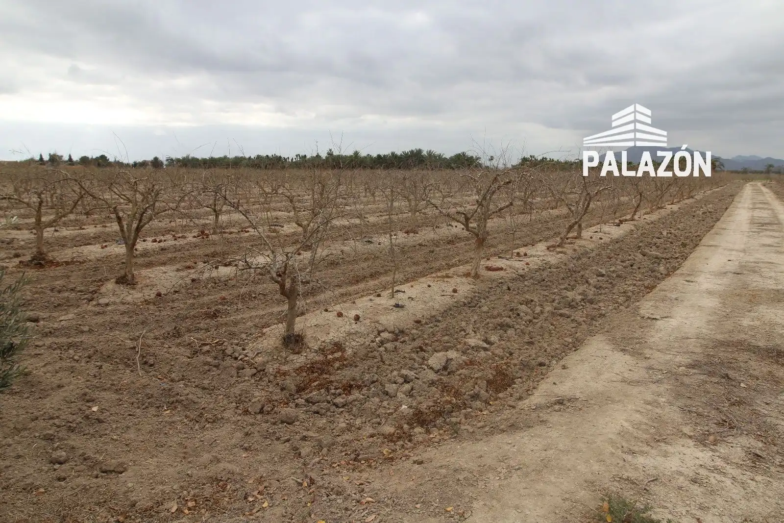 Terreno rustico in vendita a Crevillent, imagen 2
