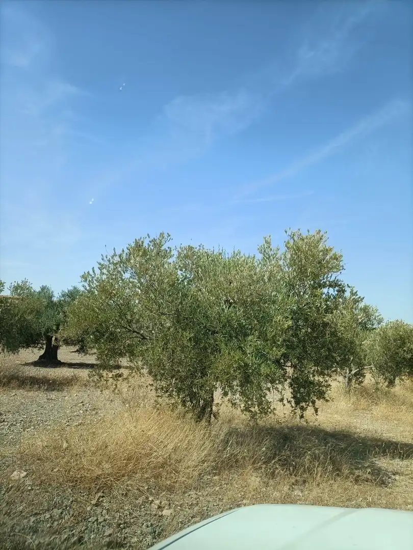 Rural land for sale in Almonacid de Toledo, imagen 6
