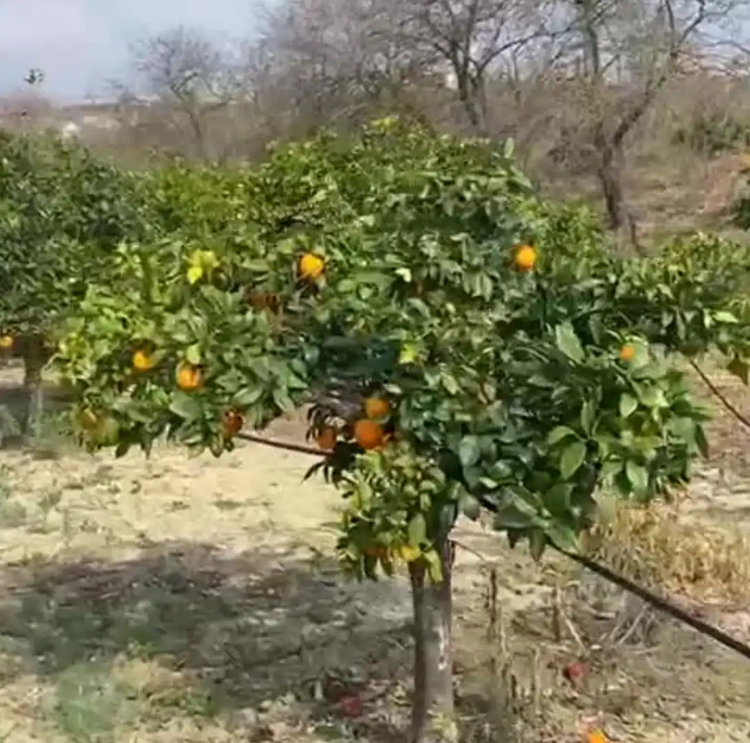 Terreno rustico in vendita a Casalpalma - Fahala, imagen 10