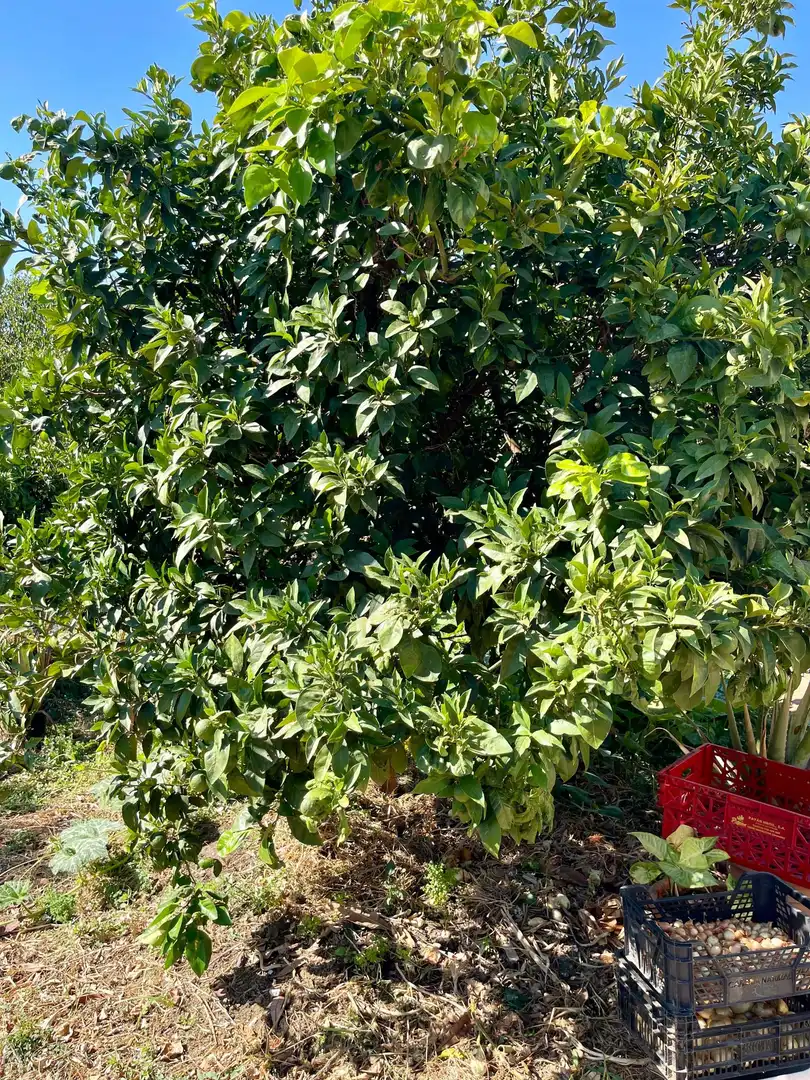 Finca rústica en venda a poligono, 14, Valle Romano Golf
