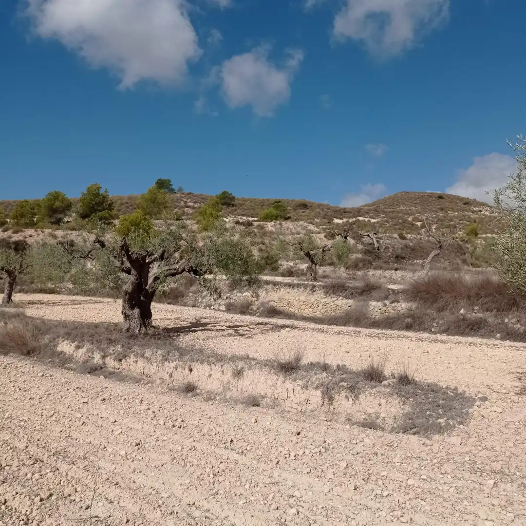 Terrain rustique à vendre à Hondón de las Nieves / El Fondó de les Neus, imagen 7