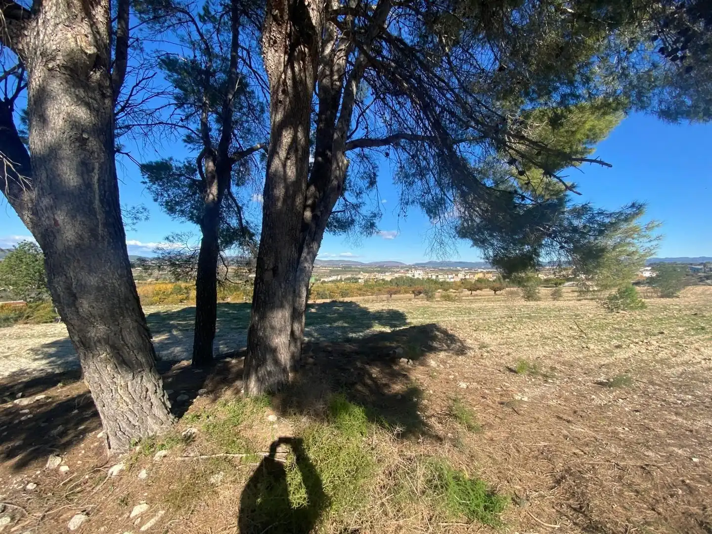 Terreno rustico in vendita a Albaida, imagen 2