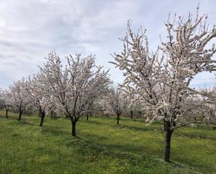 Jardí de Residencial de lloguer en Alagón del Río