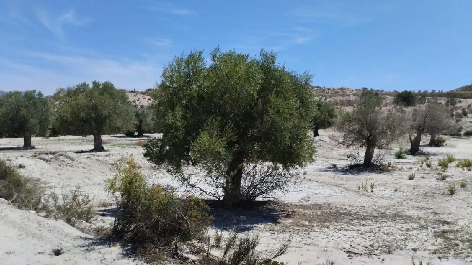 Grundstücke zum Verkauf in Molina de Segura