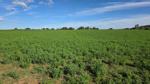 SE VENDE PARCELA AGRICOLA  EN ARCOS DE LA FRONTERA