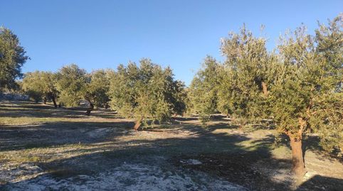 OLIVAR A LAS PUERTAS DE BAENA, immagine 2