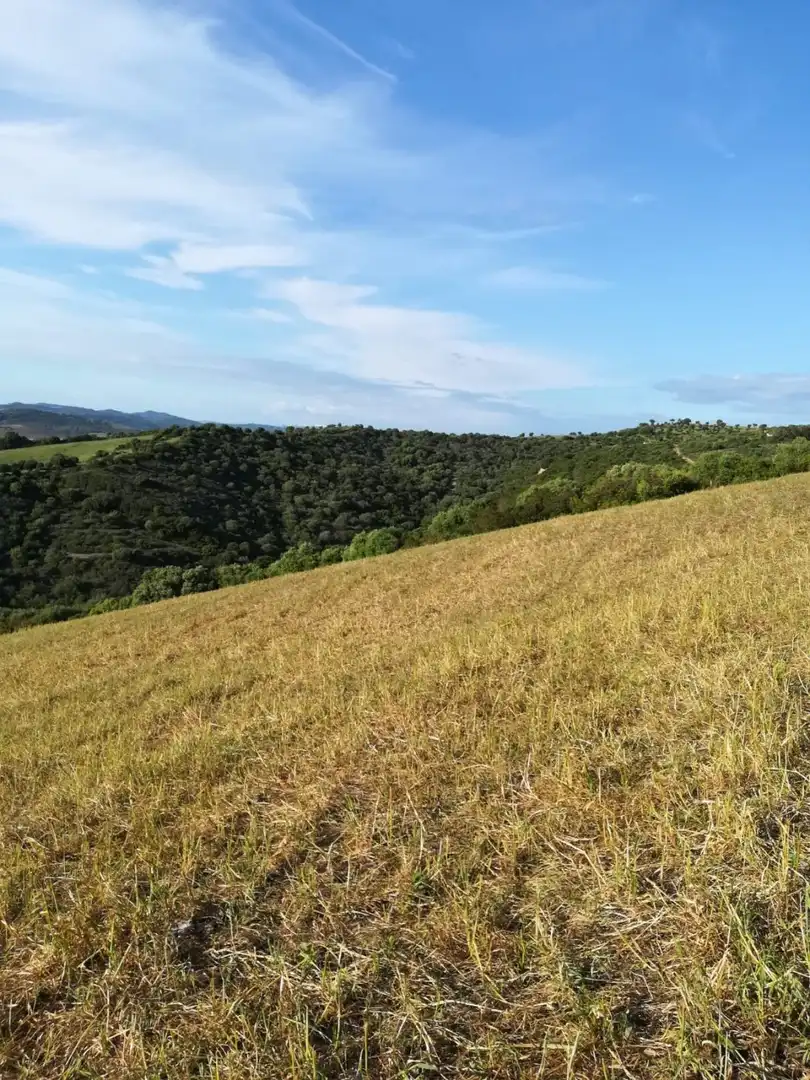 Terrain rustique à vendre à Vejer, imagen 6