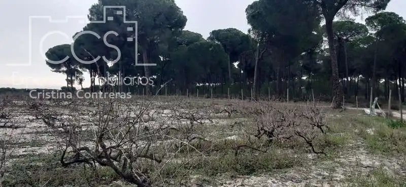 Terreni e lotti in vendita a Almonte ciudad