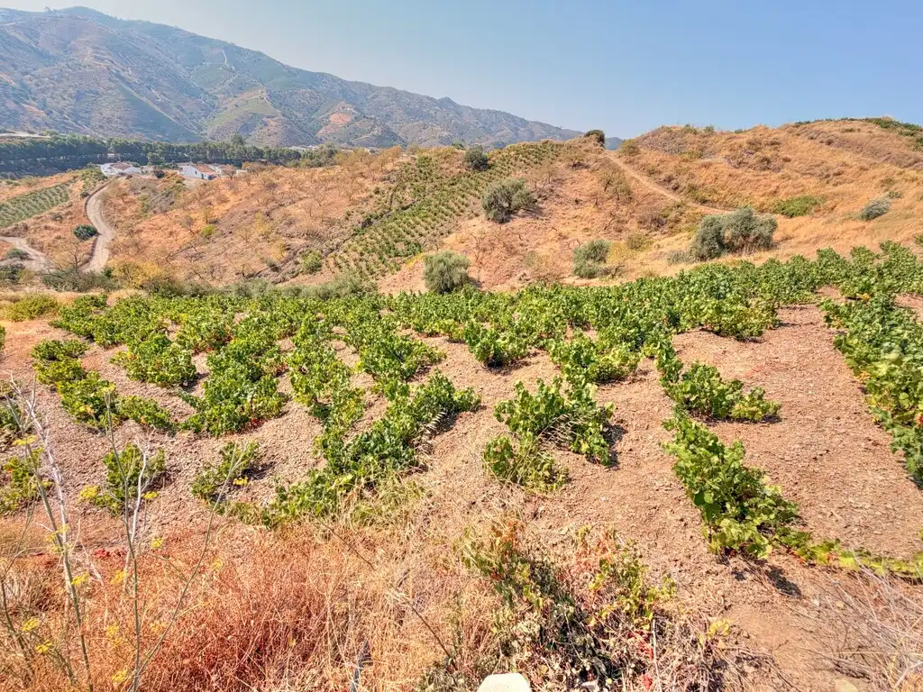 Vista exterior de Finca rústica en venta en Almáchar con Jardín privado, Trastero y Piscina