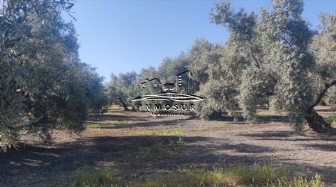 Finca de olivar en zona Anjarón, imatge 2