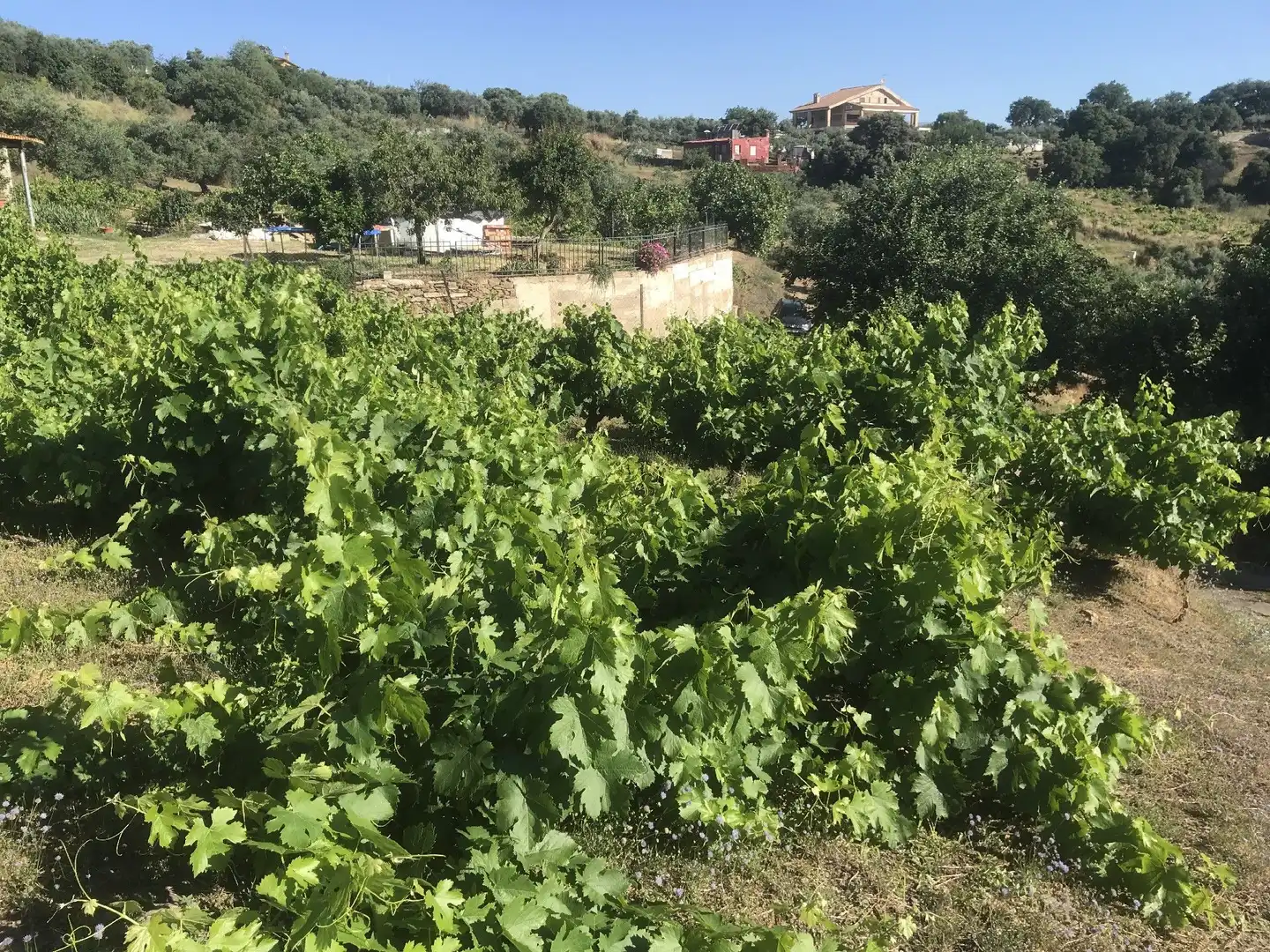 Terreni e lotti in vendita a Malpartida de Plasencia, imagen 4