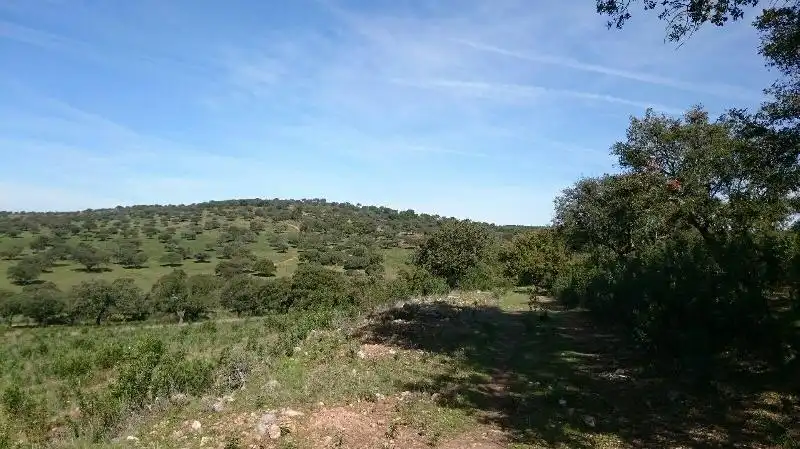 Land for sale in Salorino