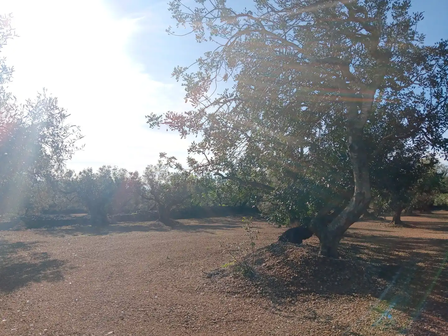 Lands and plots for sale in Roquetes, imagen 18