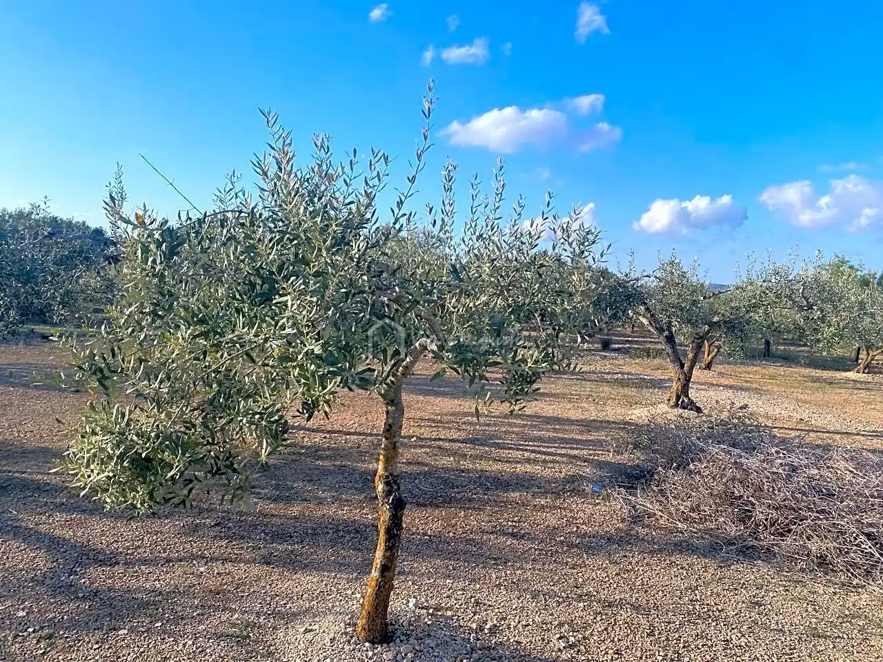 Terreno rustico in vendita a Burgà, imagen 26