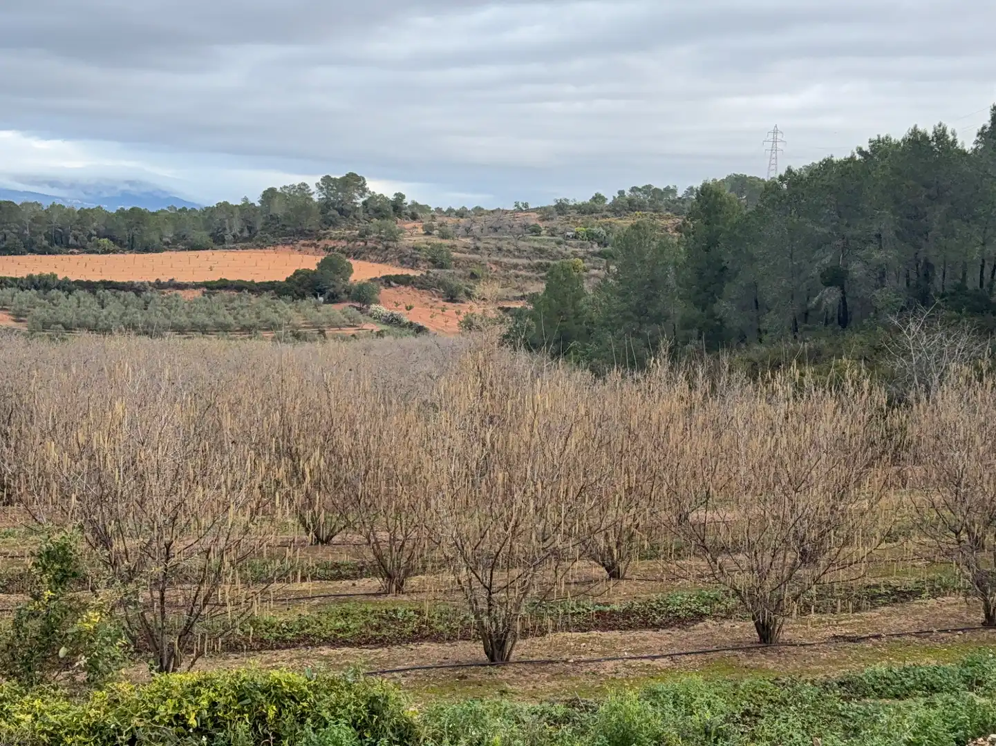 Terrain rustique à vendre à Carretera a la Maso 1G, imagen 5