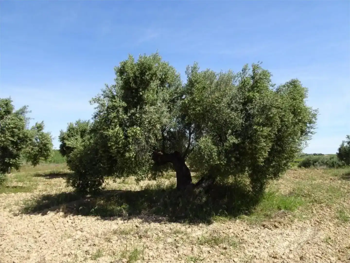 Land for sale in Batea