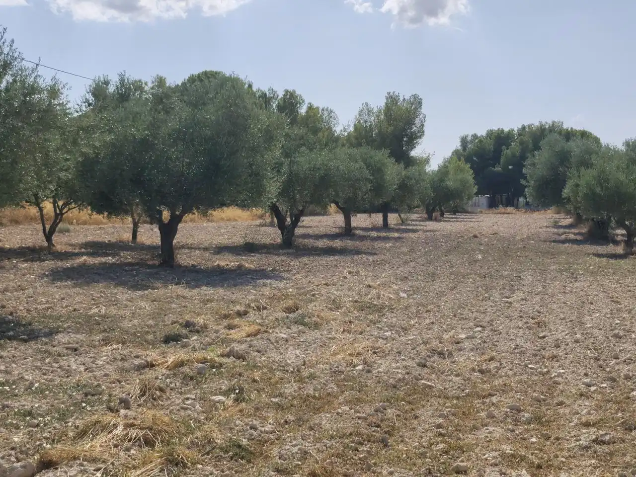 Terreno rustico in vendita a Castalla, imagen 13