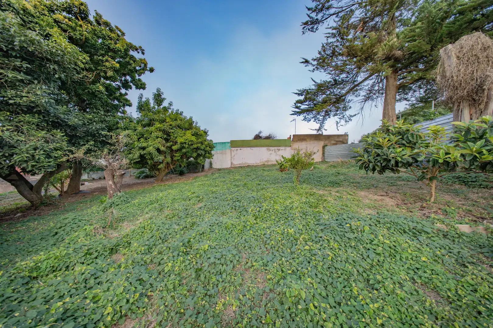 Jardín de Casa o chalet en venta en Tacoronte