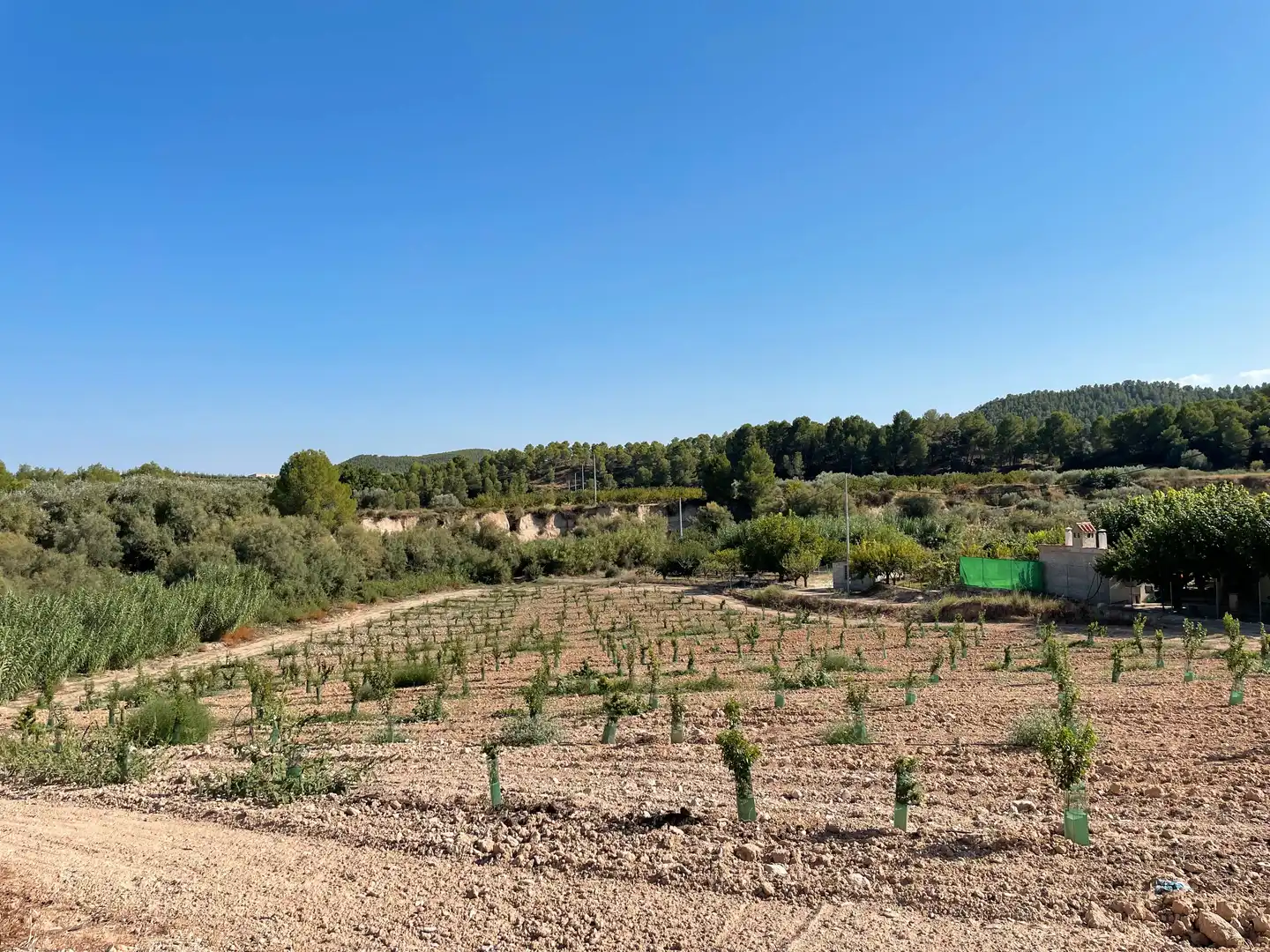 Terreno rustico in vendita a Cehegín, imagen 19