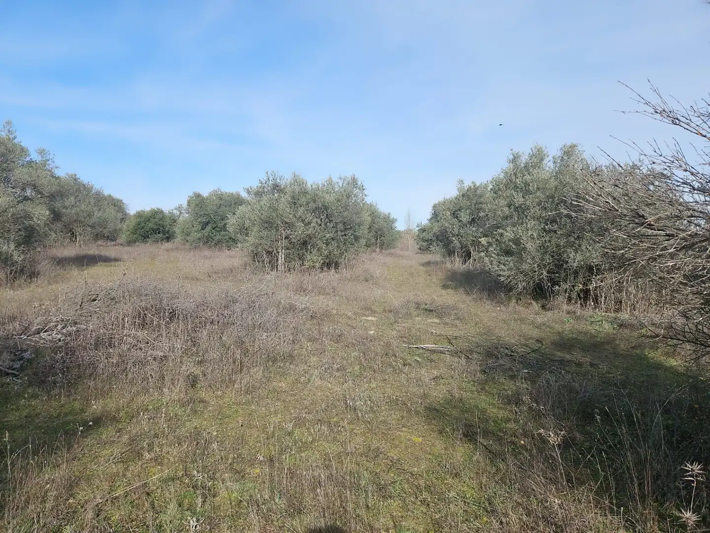 Rural land for sale in Diseminado Carril Toledano, imagen 5