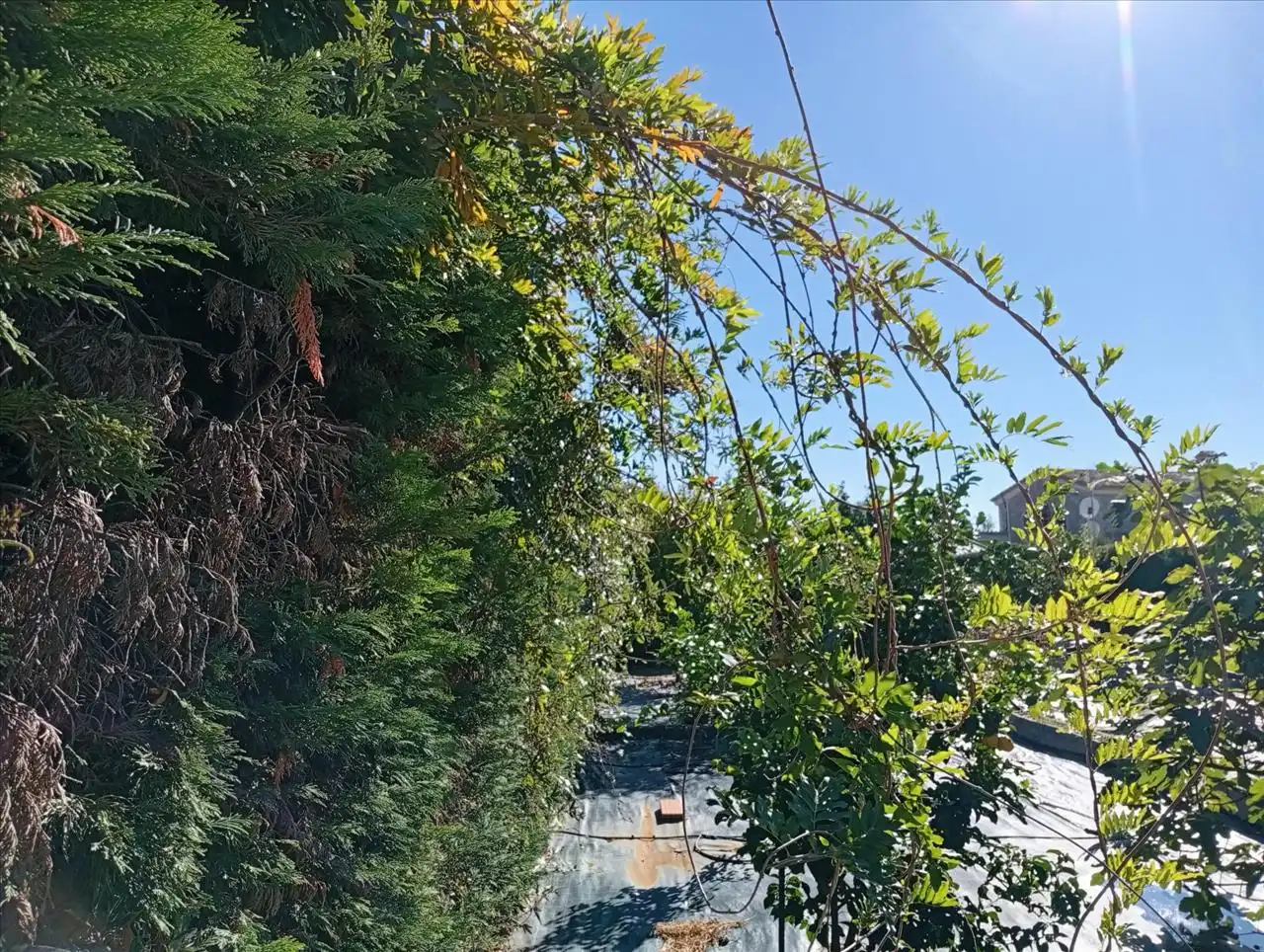 Residential for sale in ROGER DE FLOR, Vilajuïga