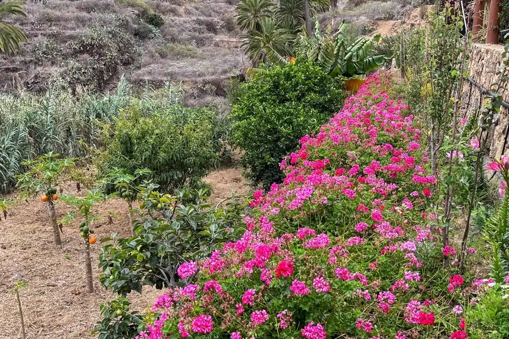 Jardín de Finca rústica en venta en Vallehermoso con Amueblado