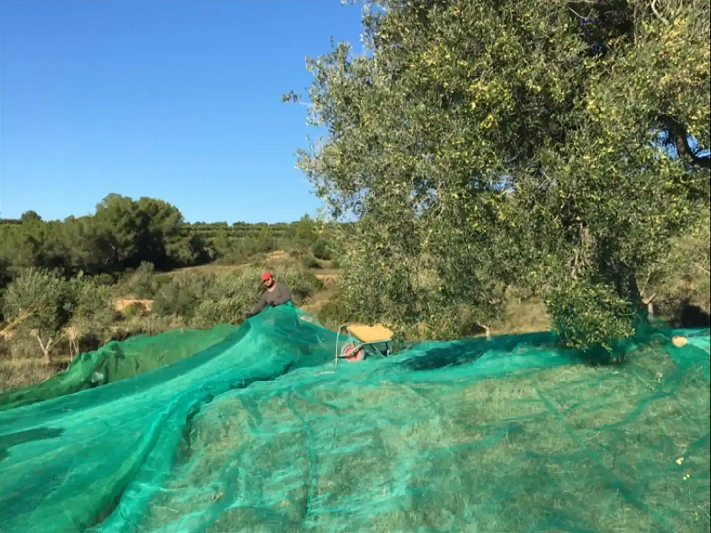 Jardí de Finca rústica en venda en Salomó