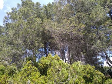 Wohnbaugrundstück zum Verkauf in Urb penyal dels toçals 1