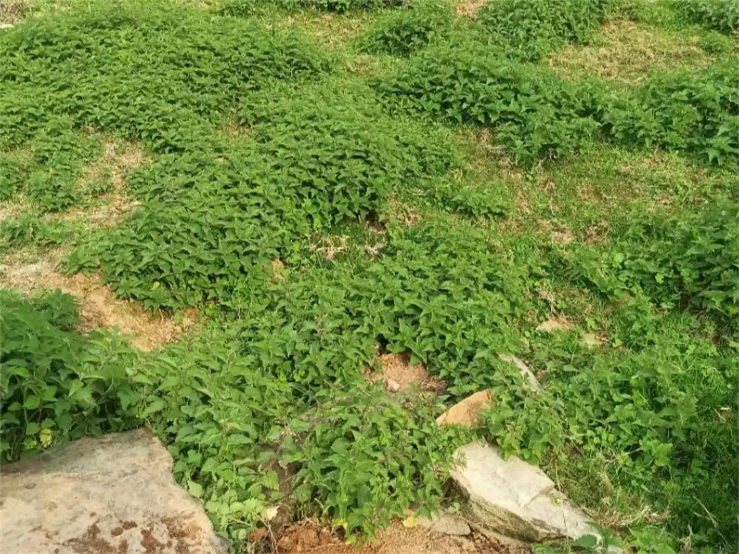 Finca rústica en venda en A Pontenova  