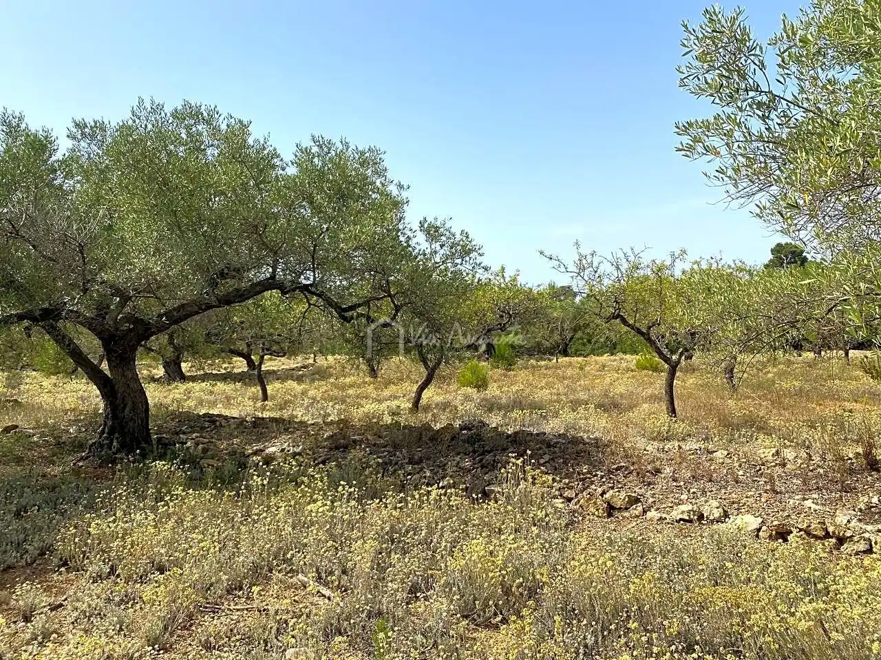Terreno rustico in vendita a Partida Comartins, imagen 10