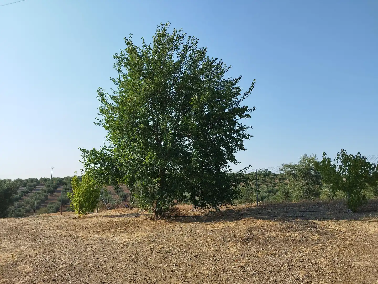 Finca rústica en venda en Berlanga amb Aire condicionat, Jardí privat i Piscina