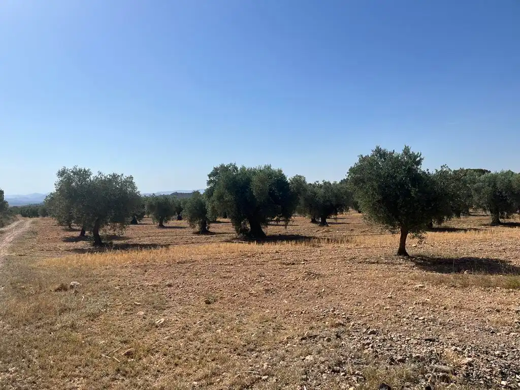 Terreny en venda en Hellín