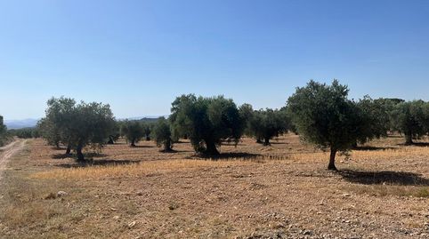 Photo 4 of Land for sale in Hellín, Albacete