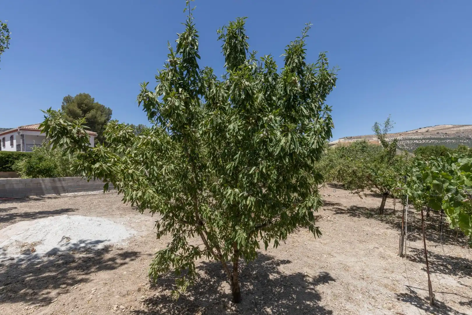 Garten von Residential zum Verkauf in Santa Cruz del Comercio
