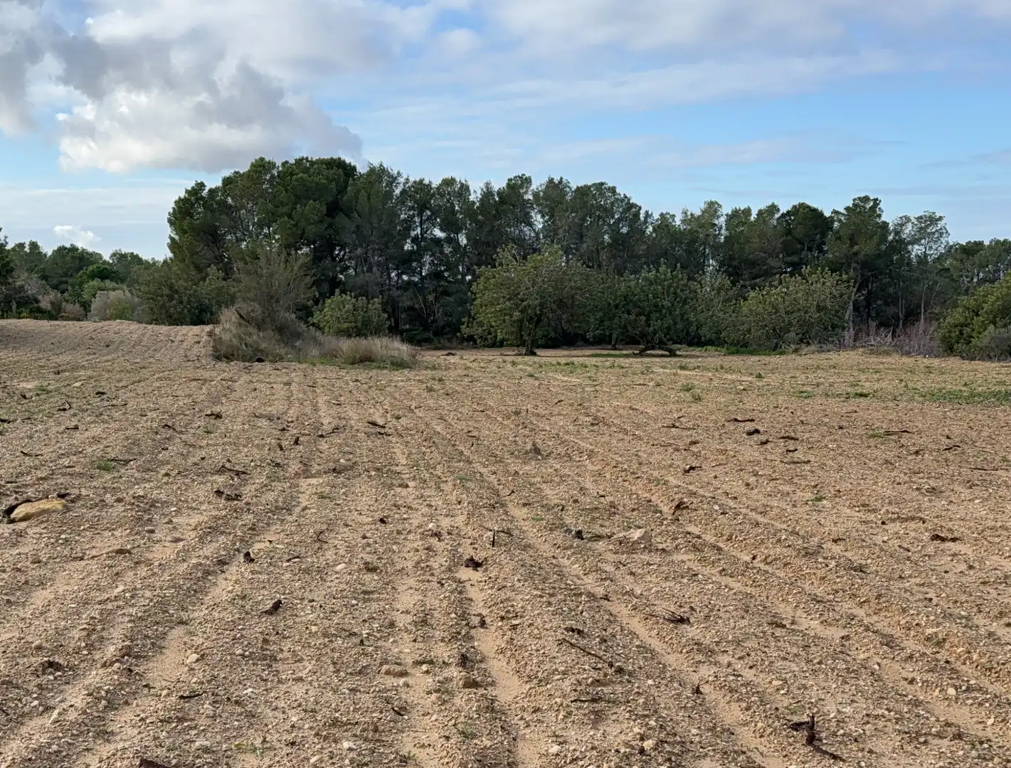 Terrain rustique à vendre à Cami Futbol 14A, imagen 6