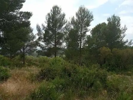 Terreny rústic en venda a PT Urb La Foya, imagen 10