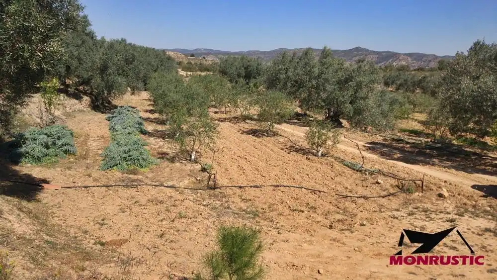 Terrain rustique à vendre à Riba-roja d'Ebre, imagen 7