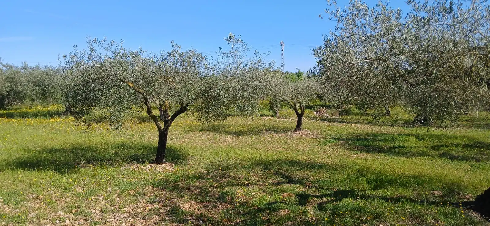 Rural land for sale in Camí de Soterranya, imagen 8