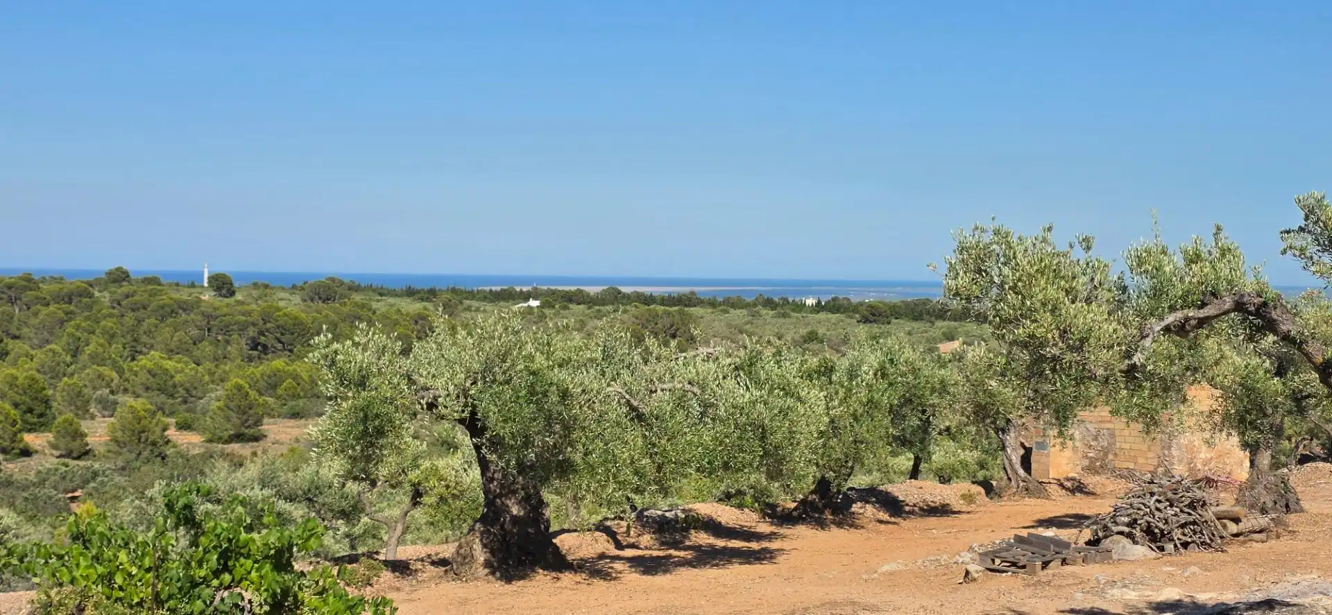 Finca rústica en venda en L'Aldea amb Traster